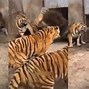 Harimau Vs Macan Tutul Siapa Yang Menang